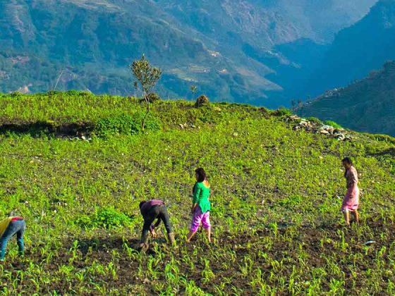 Exploring the Role of HN Global Agro Tourism in Advancing ..